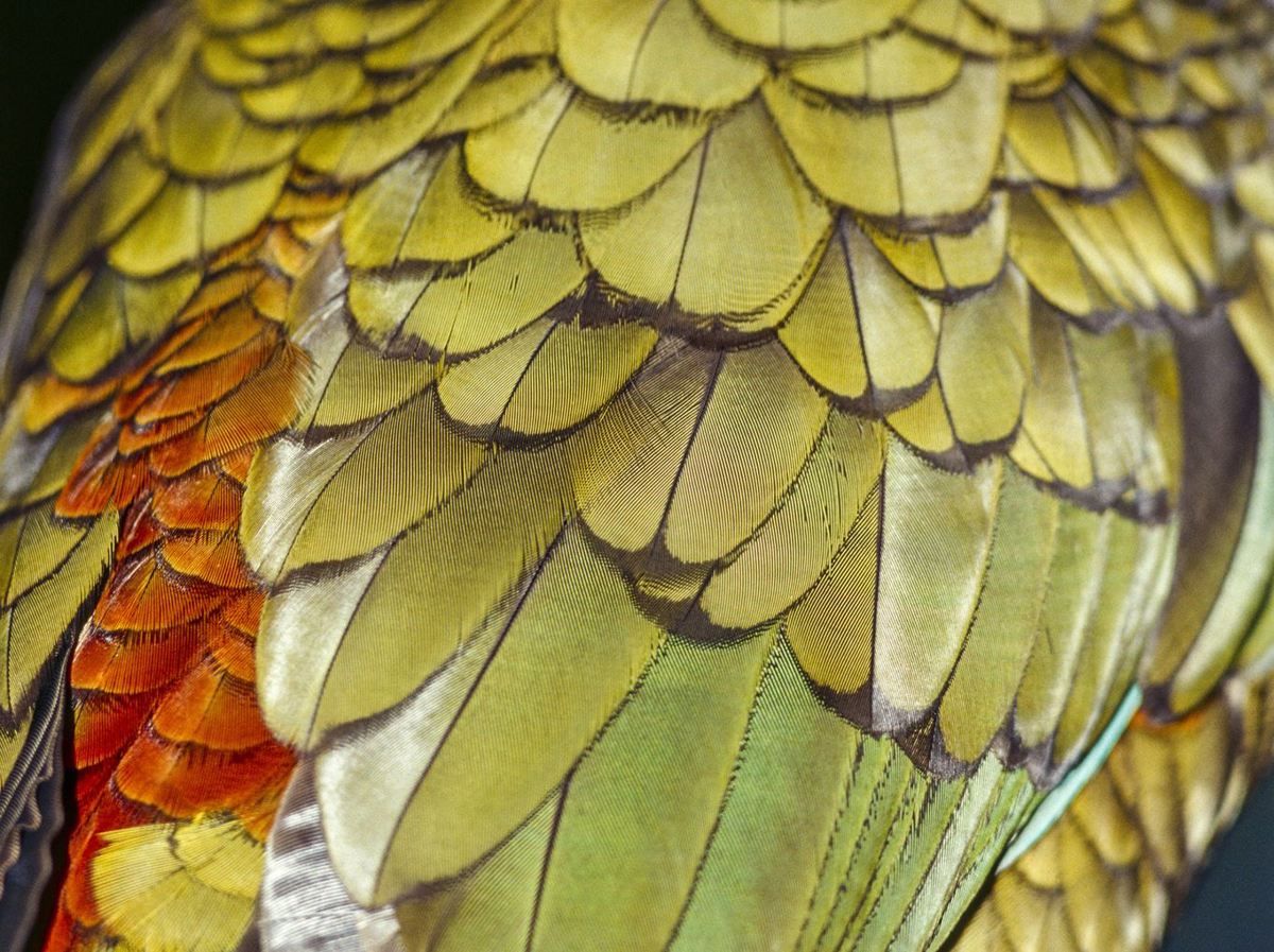 Kea feathers, rob suisted